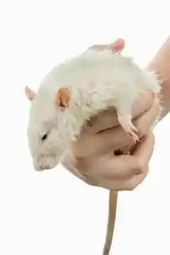 RATATA