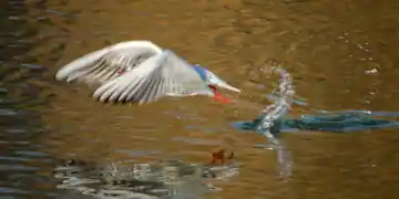 Mouette
